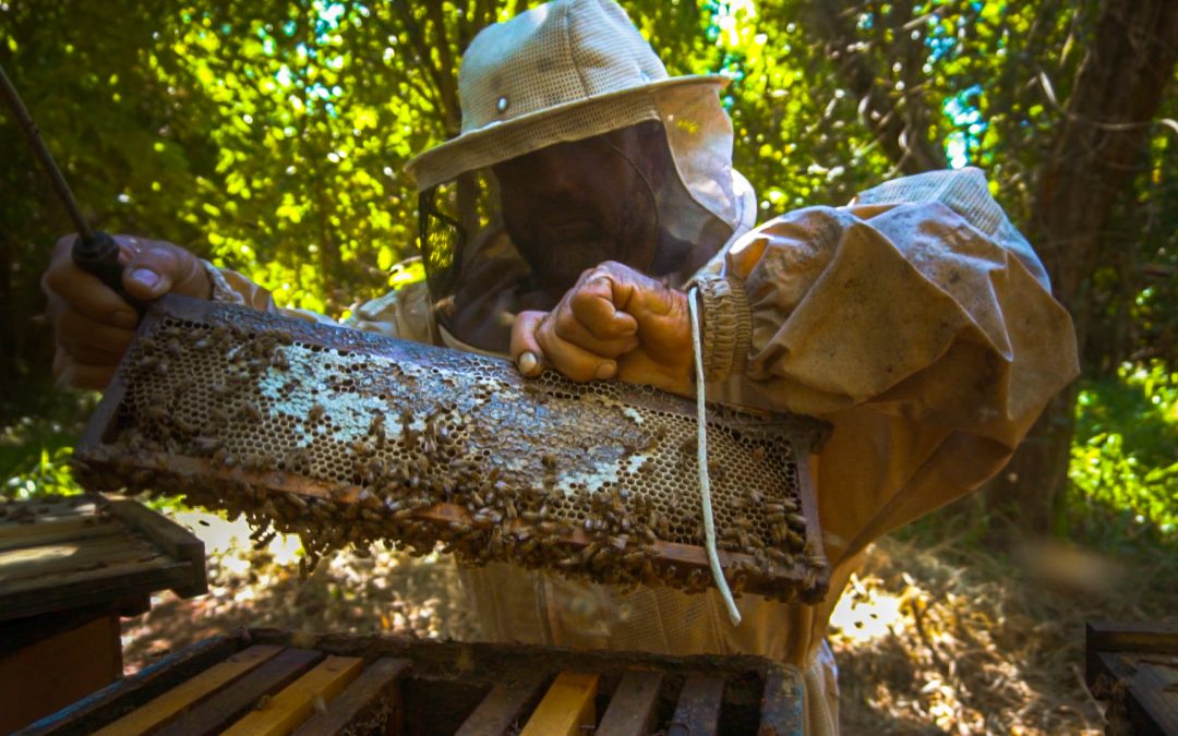 Projetos criam perfeita convivência de abelhas e cana